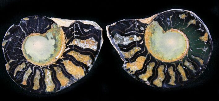 Iron Replaced Ammonite Fossil Pair #27493
